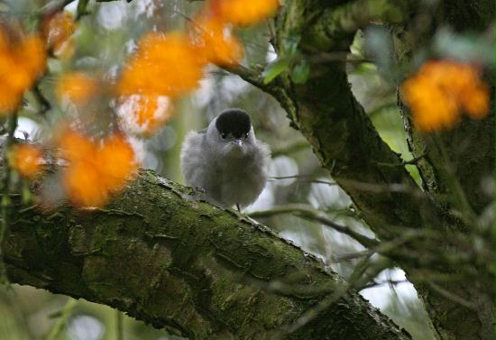 Blackcap <i>Sylvia atricapilla</i>