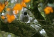 Blackcap