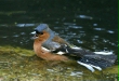 Chaffinch