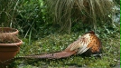 Pheasant