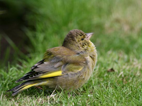 Greenfinch <i>Carduelis chloris</i>