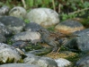 Dunnock