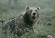 European Brown Bear