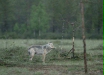 European Wolf