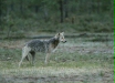 European Wolf