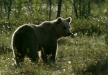 European Brown Bear