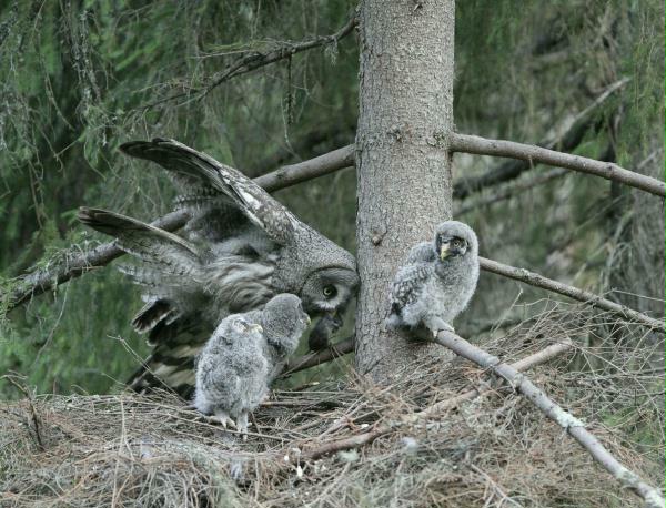 Great Grey Owl <i>Strix nebulosa</i>
