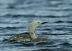 Red-throated Diver