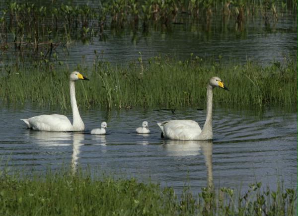 Whooper Swan <i>Cygnus cygnus</i>