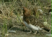Willow Grouse