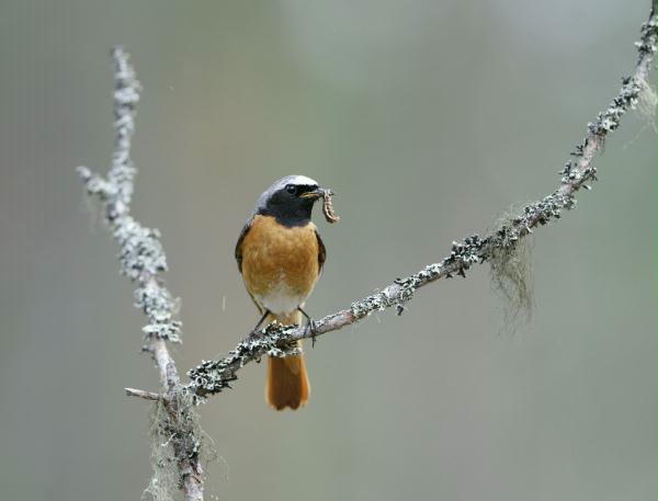 Redstart <i>Phoenicurus phoenicurus</i>