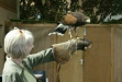 Trip to Birds of Prey Centre, Knutsford, 30th June 2010