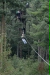 Going Ape, Delamere Forest, 5th Sep 2010